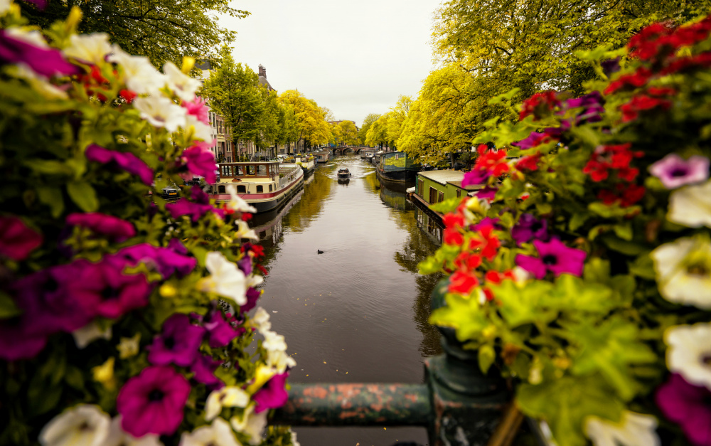 Floral in Amsterdam von Merthan Kortan