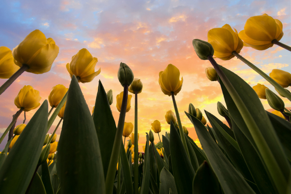 Yellow Tulips... von Merthan Kortan