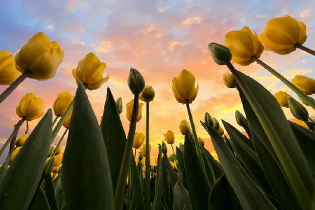 Yellow Tulips...