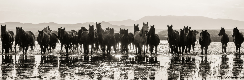 Horses... von Merthan Kortan