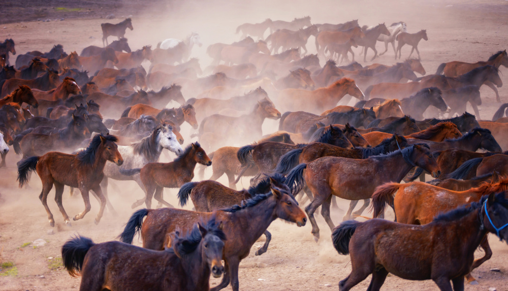 Horses... von Merthan Kortan