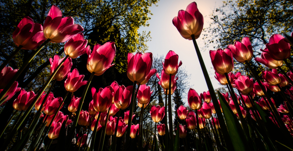 Red Tulips... von Merthan Kortan