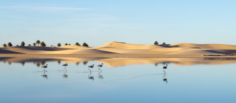 Flamingo in Ouargla von Merzaki Mohammed elghazali