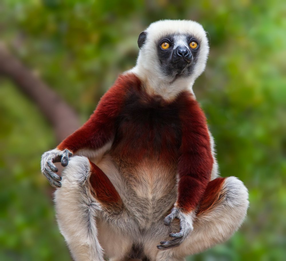 Lemur: Sifaka Portrait von Miary Andria