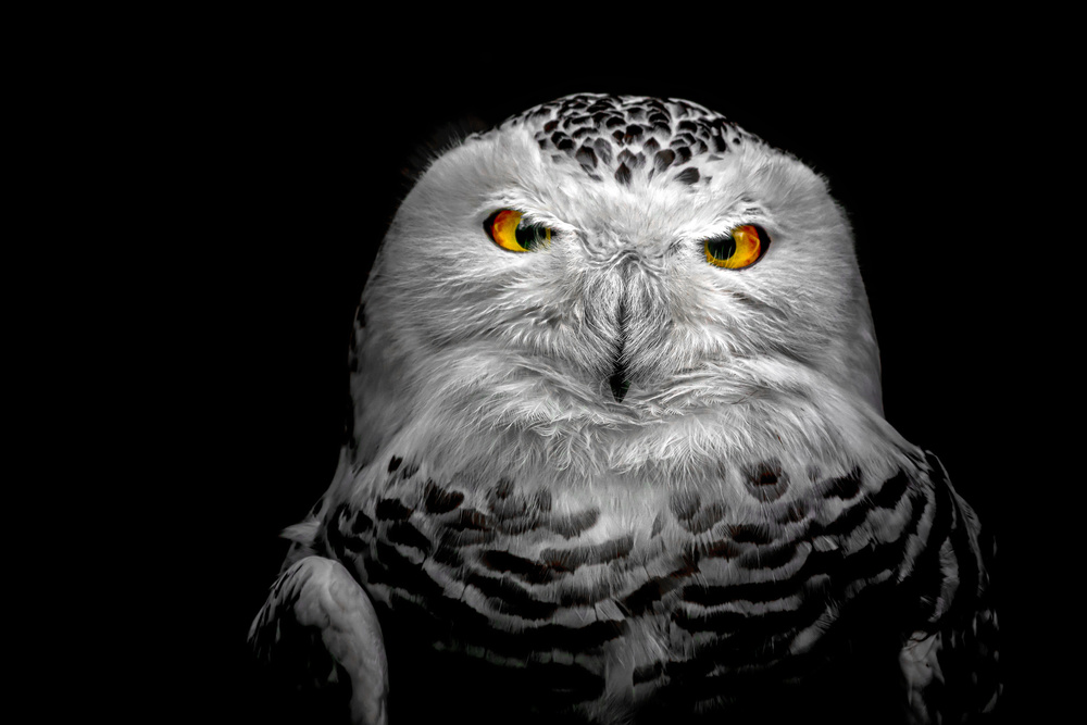 Owl von Michael