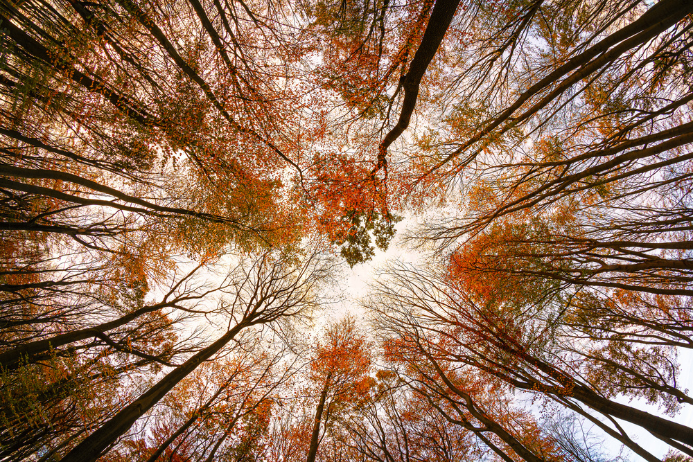 Autumn Trees von Michael