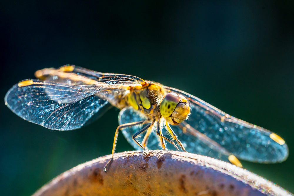 Dragonfly von Michael