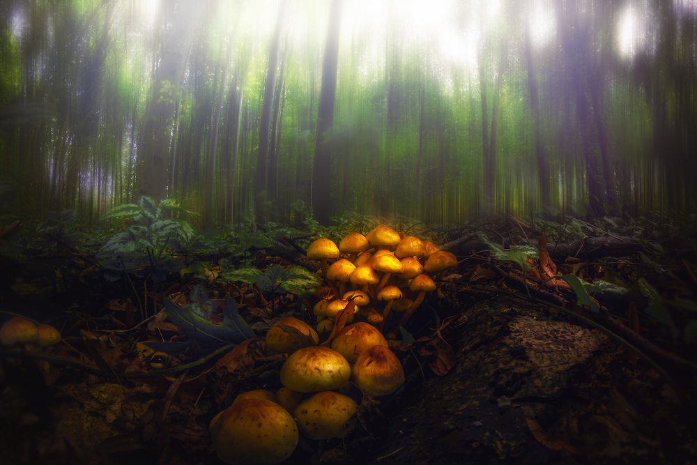 Mushrooms in the Autumn Forest von Michael