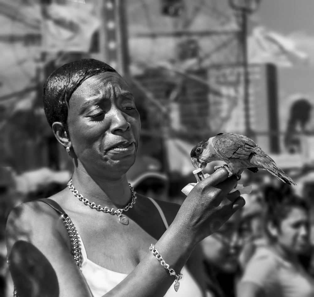 Coney Island Parrot von Michael Castellano