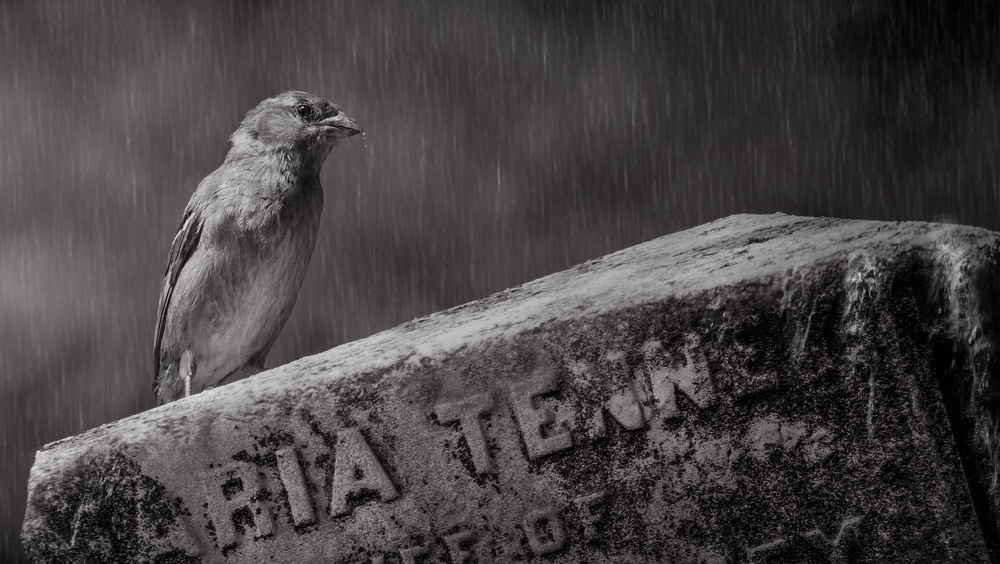 The Guardian von Michael Castellano