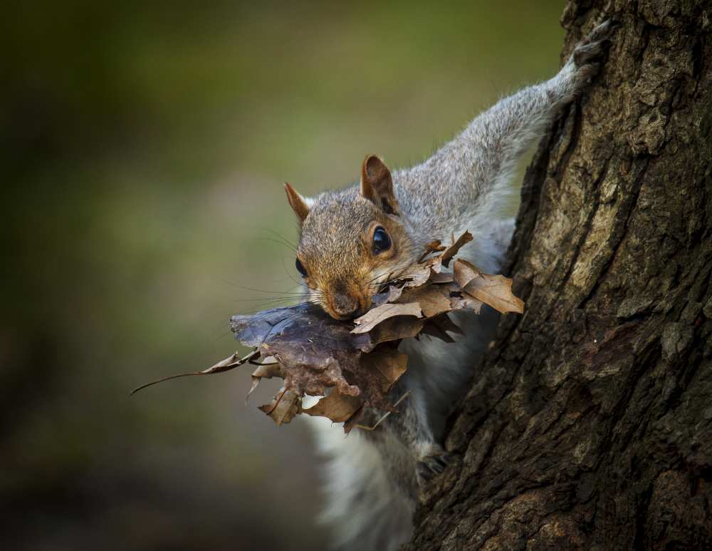 Nest Building Squirrel von Michael Castellano