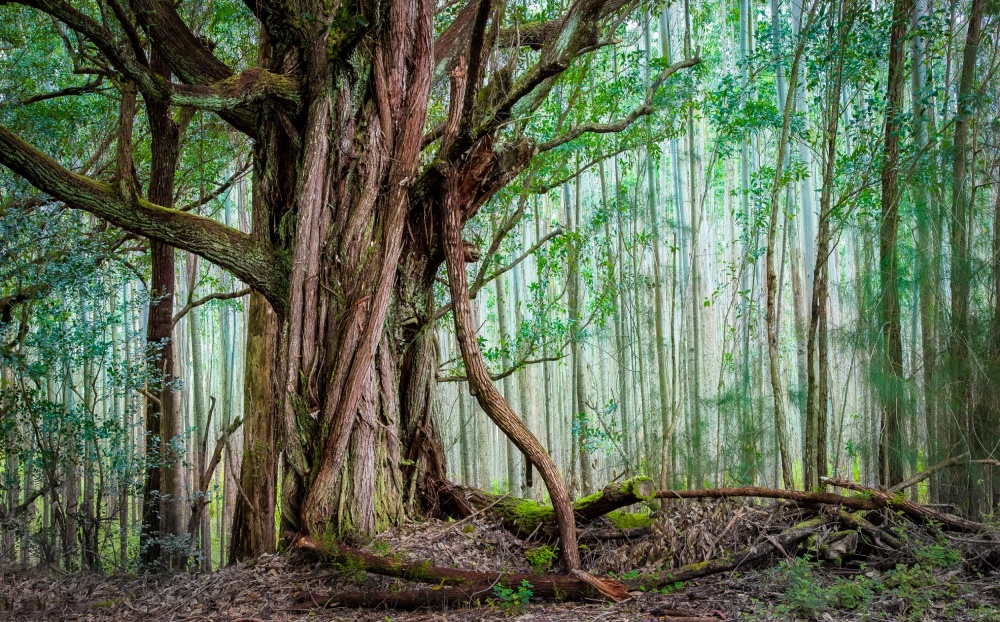 Waipio Valley Rainforest von Michael Delman