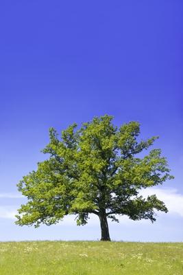 Grüner Baum von Michael Kupke