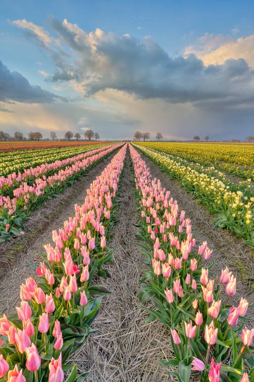 Abends im Tulpenfeld von Michael Valjak