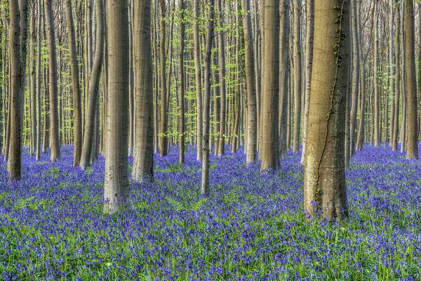 Frühling im Hallerbos in Belgien von Michael Valjak