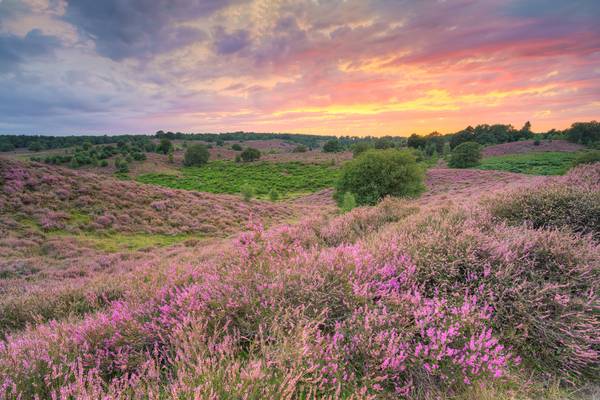 Heideblüte im Nationalpark Veluwezoom in den Niederlanden von Michael Valjak