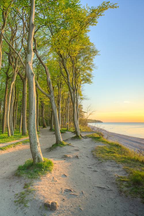 Küstenwald an der Ostsee bei Warnemünde von Michael Valjak