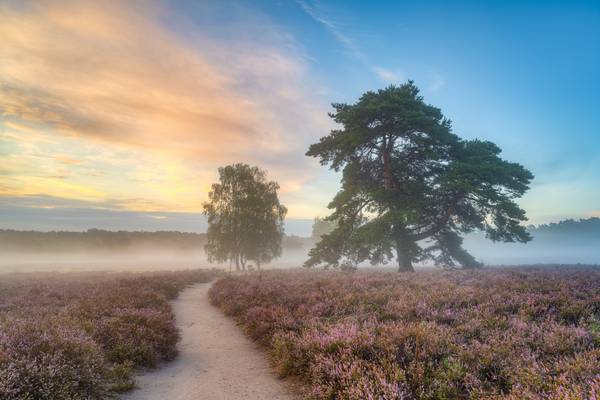 Morgennebel in der Westruper Heide von Michael Valjak