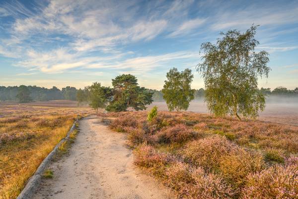 Morgensonne in der Westruper Heide von Michael Valjak