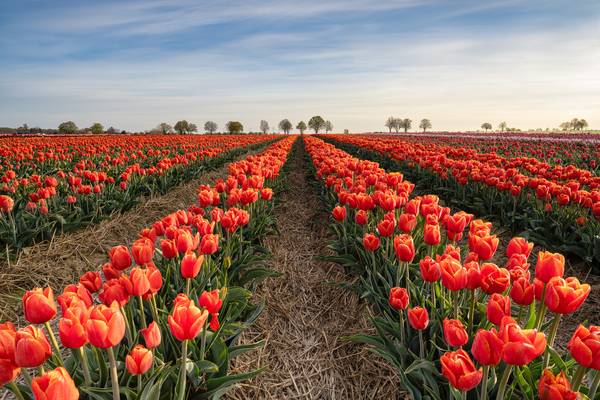 Rote Tulpen von Michael Valjak