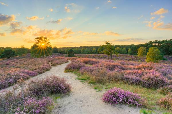 Sonnenuntergang in der Heide von Michael Valjak