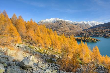 Goldener Herbst am Silsersee im Engadin in der Schweiz