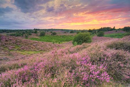 Heideblüte im Nationalpark Veluwezoom in den Niederlanden