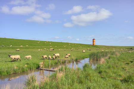 Schafherde beim Pilsumer Leuchtturm in Ostfriesland