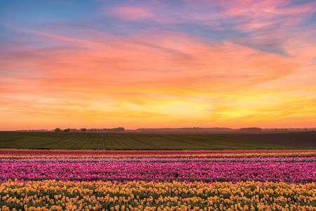 Sonnenuntergang im Tulpenfeld