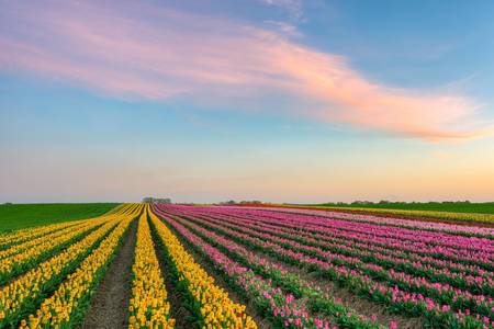 Tulpenfeld am Niederrhein