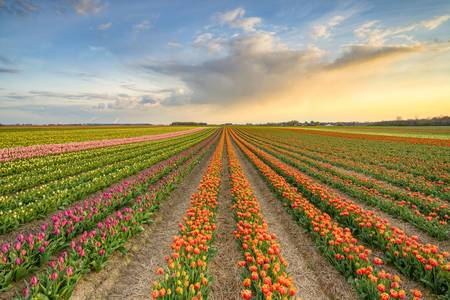 Tulpenfeld bei Sonnenuntergang