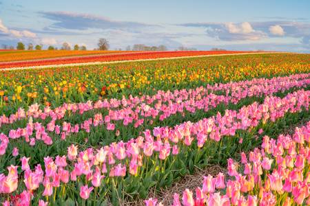 Tulpenfeld in der Abendsonne