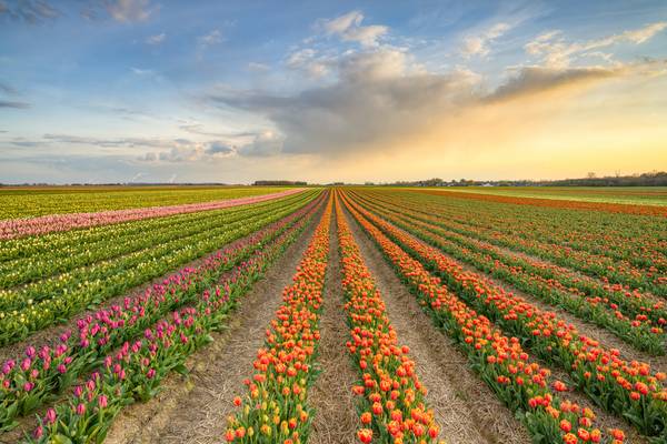 Tulpenfeld bei Sonnenuntergang von Michael Valjak