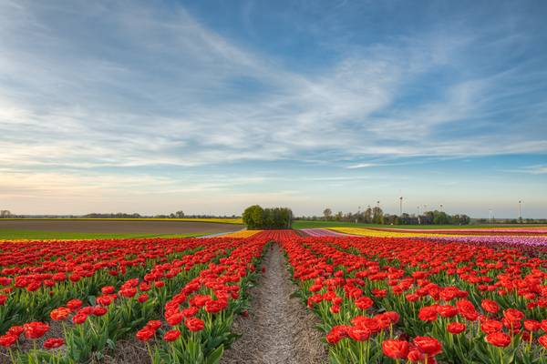 Tulpenfeld im Rhein-Kreis Neuss von Michael Valjak