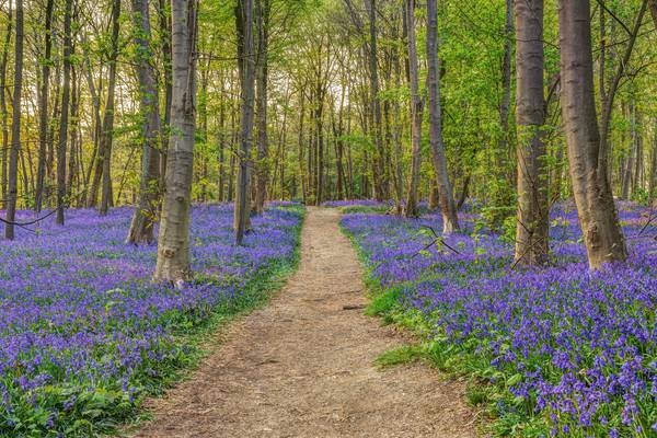 Wald der blauen Blumen in Hückelhoven von Michael Valjak