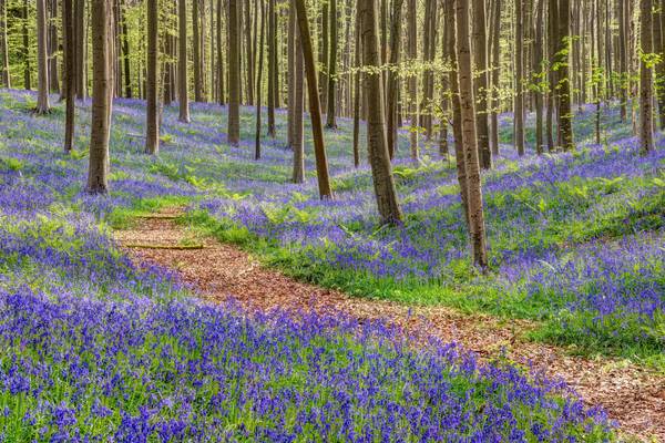 Weg durch den blauen Wald im Hallerbos in Belgien von Michael Valjak