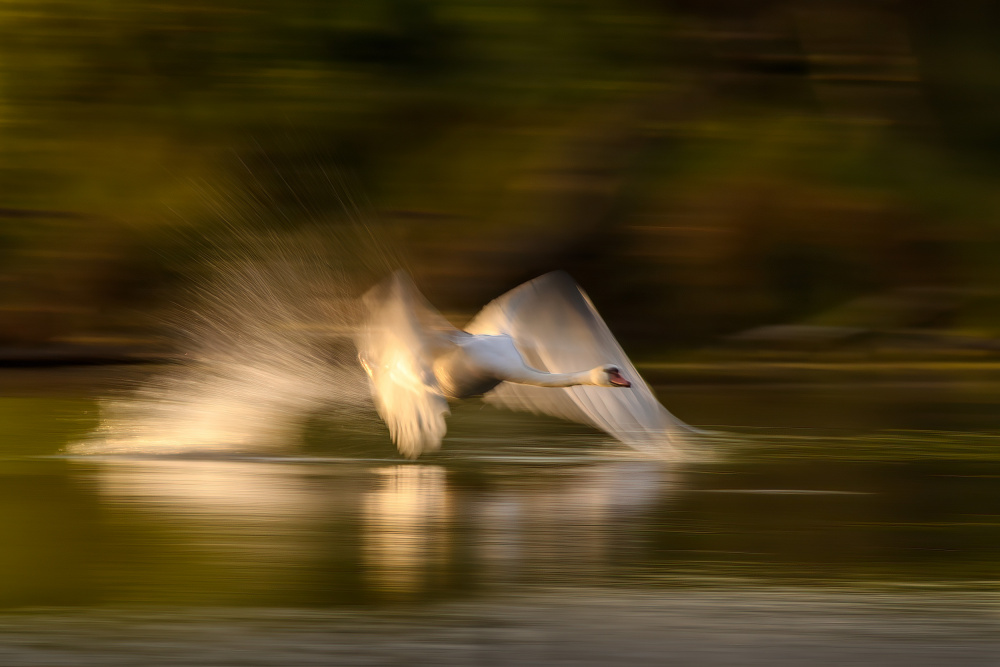 A Solitary Journey von Michael Z. Li