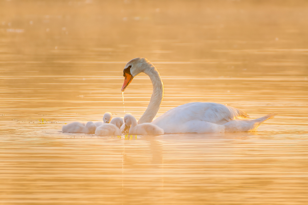 Swan Mother And Her Babies von Michael Z. Li