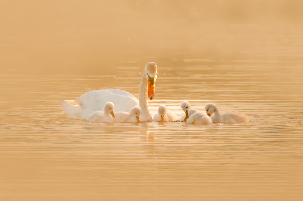 Swan Mother And Her Babies von Michael Z. Li