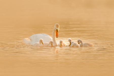 Swan Mother And Her Babies