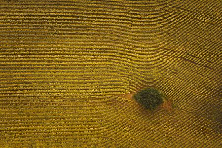 Eye in Field