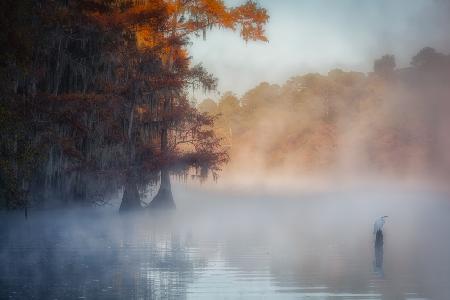 A Tranquil Morning at Caddo Lake