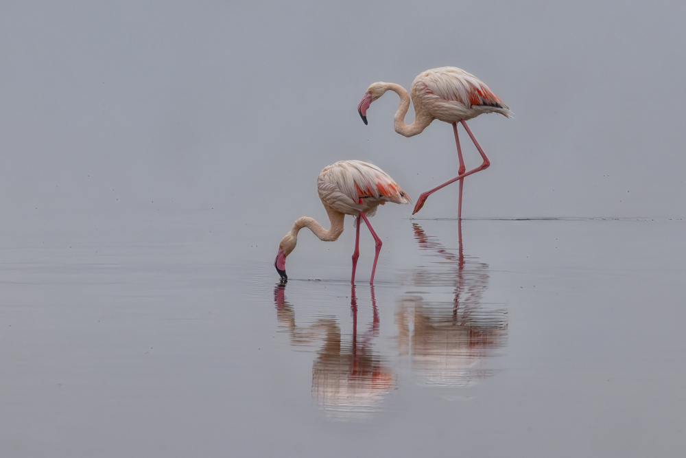 Flamingos von Michael Zheng