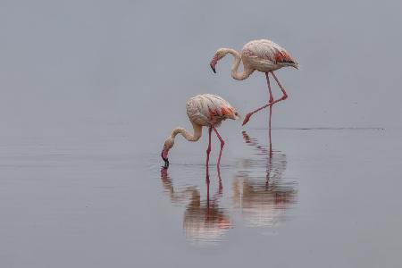 Flamingos