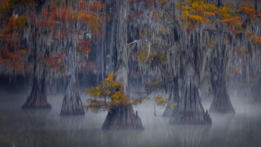 Fleet of Cypress von Michael Zheng