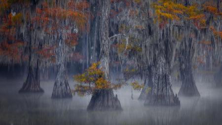 Fleet of Cypress