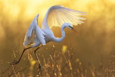 Morning Egret