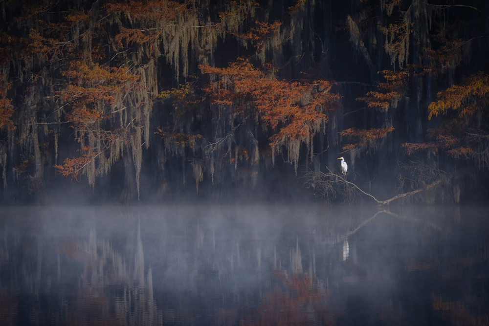 Misty Morning von Michael Zheng