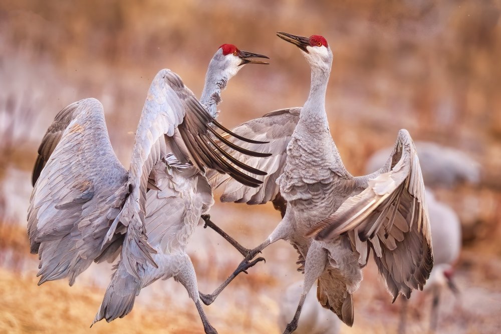 Mating Season von Michael Zheng