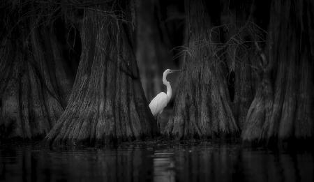 Egret and Cypress